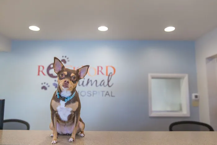 Rockford Animal Hospital Picture 5
