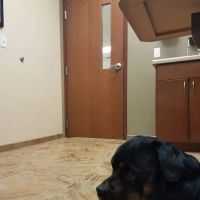 Rogue Valley Veterinary Hospital ico