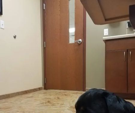 Rogue Valley Veterinary Hospital