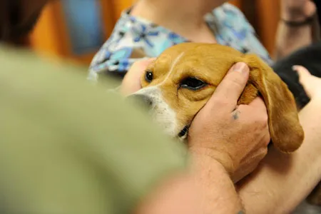 Rogue Valley Veterinary Hospital Picture 8