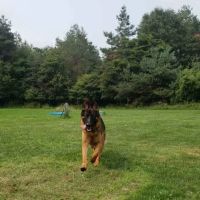 Beisinger Veterinary Services ico