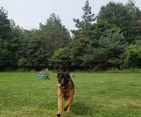 Beisinger Veterinary Services