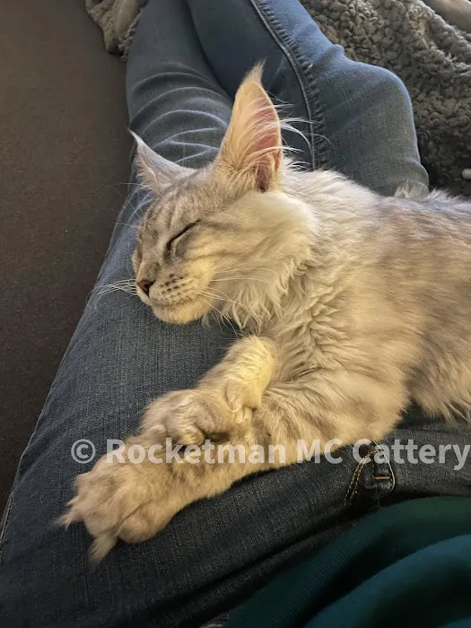 Rocketmans Maine Coons of Michigan Picture 3