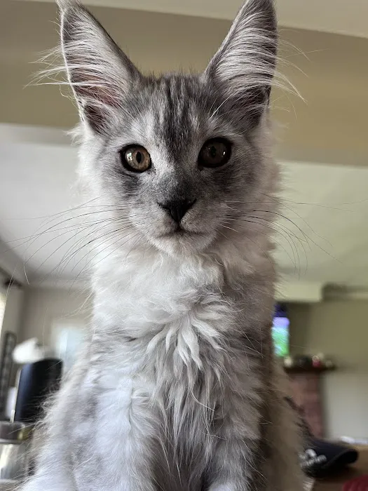 Rocketmans Maine Coons of Michigan Picture 1