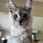 Rocketmans Maine Coons of Michigan