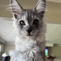 Rocketmans Maine Coons of Michigan ico