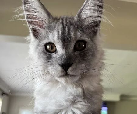 Rocketmans Maine Coons of Michigan