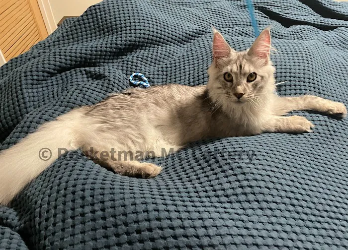 Rocketmans Maine Coons of Michigan Picture 4