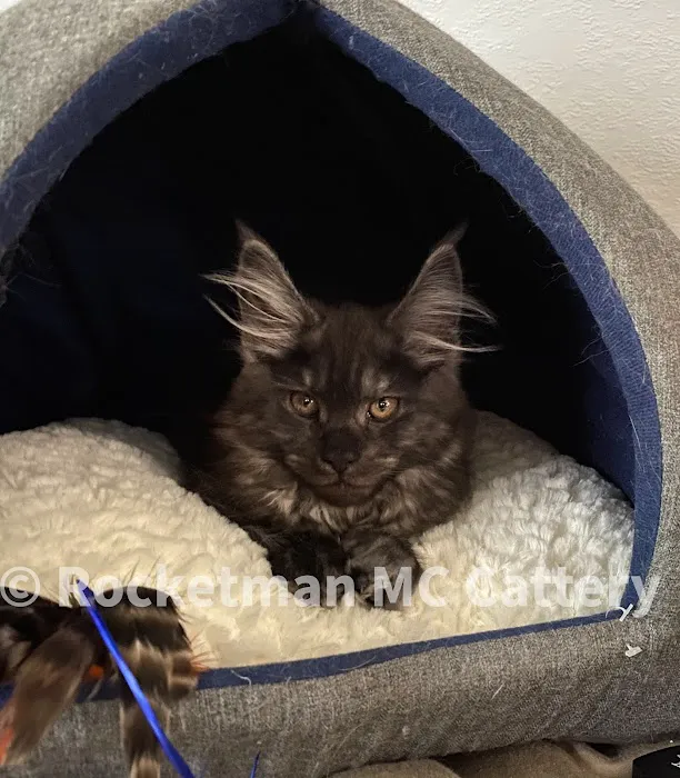 Rocketmans Maine Coons of Michigan Picture 5