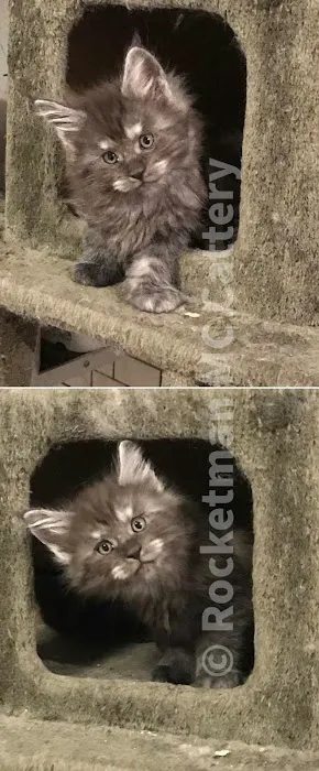 Rocketmans Maine Coons of Michigan Picture 9