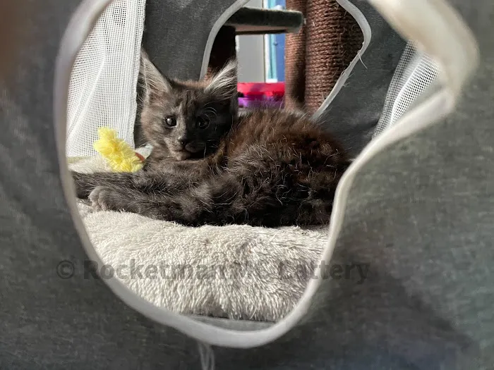 Rocketmans Maine Coons of Michigan Picture 10