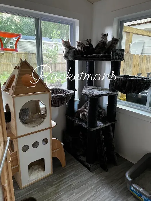 Rocketmans Maine Coons of Michigan Picture 8