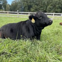 Lakeview Veterinary Services ico