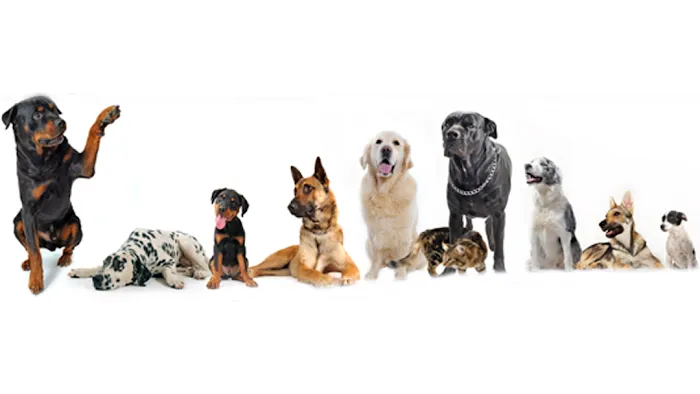 Southkent Veterinary Hospitals Picture 1