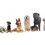 Southkent Veterinary Hospitals
