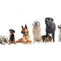 Southkent Veterinary Hospitals ico