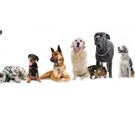 Southkent Veterinary Hospitals