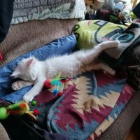 Massive Maine Coons ico