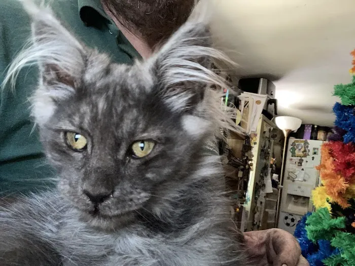 Massive Maine Coons Picture 3