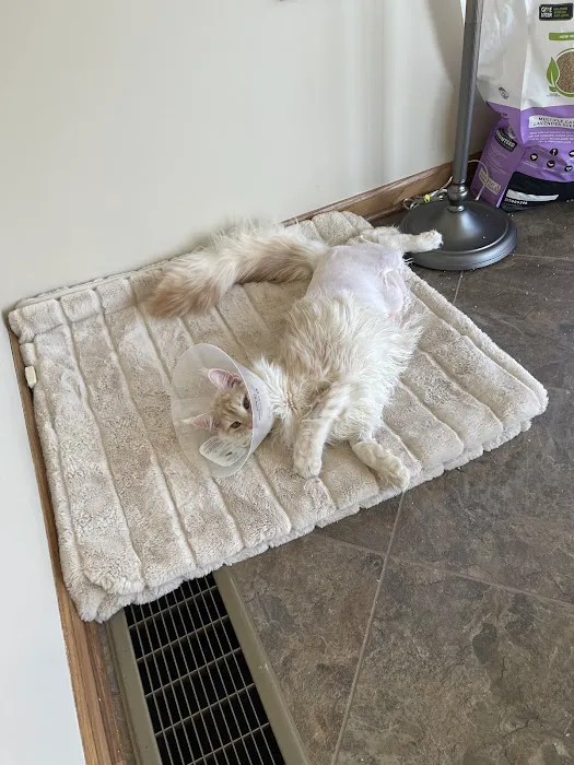 Massive Maine Coons Picture 2