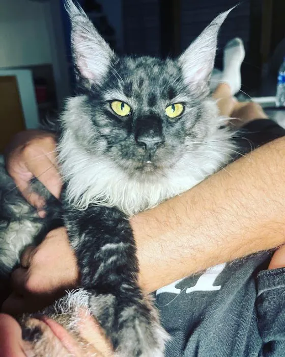 Massive Maine Coons Picture 8