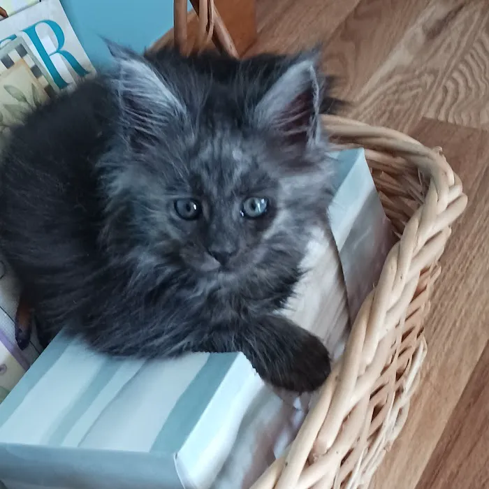 Massive Maine Coons Picture 10