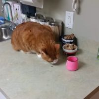 Cedar Animal Hospital ico