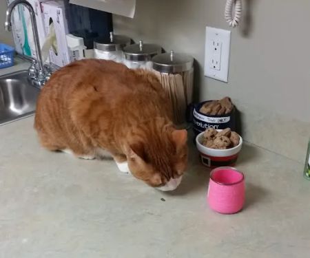Cedar Animal Hospital