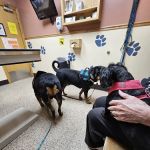 Northside Animal Hospital