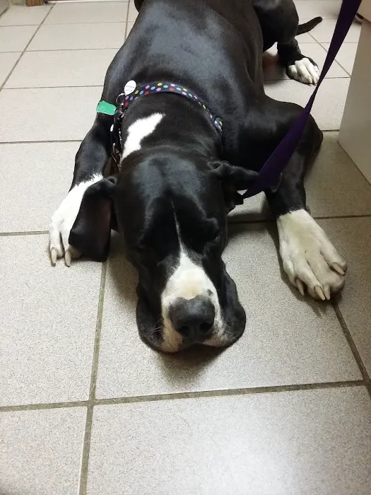 Northside Animal Hospital Picture 2