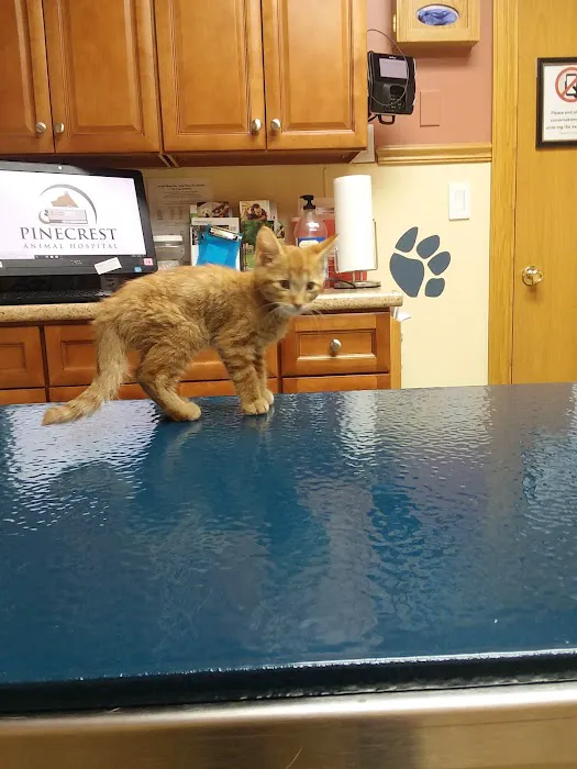 Pinecrest Animal Hospital Picture 2