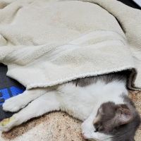 Pinecrest Animal Hospital ico