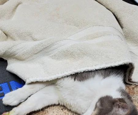 Pinecrest Animal Hospital