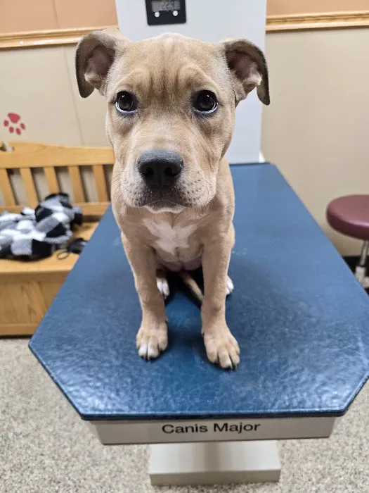 Pinecrest Animal Hospital Picture 6