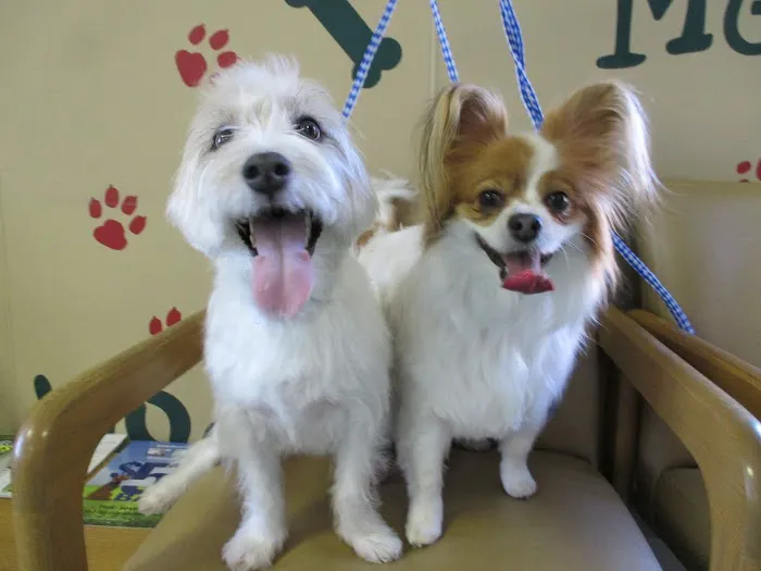 Pinecrest Animal Hospital Picture 8