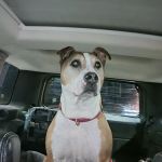 Mid Michigan Veterinary Surgical Referral Center