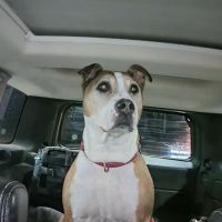 Mid Michigan Veterinary Surgical Referral Center ico
