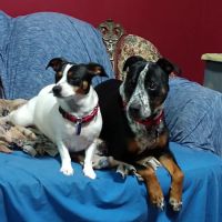 Heritage Acres Veterinary Services ico