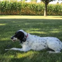 Wildwood Veterinary Clinic ico