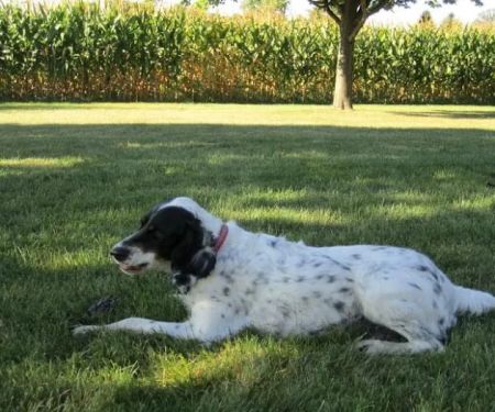Wildwood Veterinary Clinic