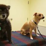 Bancroft Veterinary Clinic