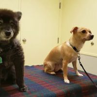 Bancroft Veterinary Clinic ico