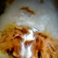 Village Veterinary Clinic ico