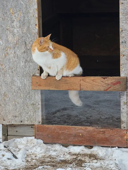 Village Veterinary Clinic Picture 4