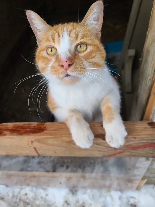 Village Veterinary Clinic Picture 5
