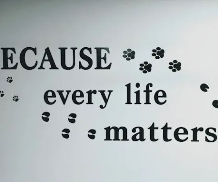 Isabella Cat Clinic