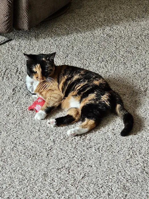 Isabella Cat Clinic Picture 3