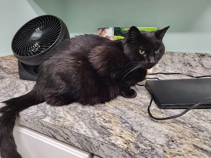 Isabella Cat Clinic Picture 5