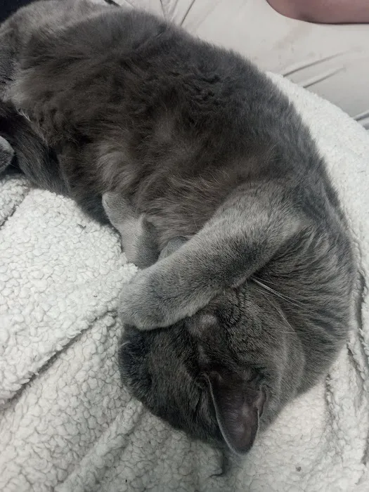 Isabella Cat Clinic Picture 2