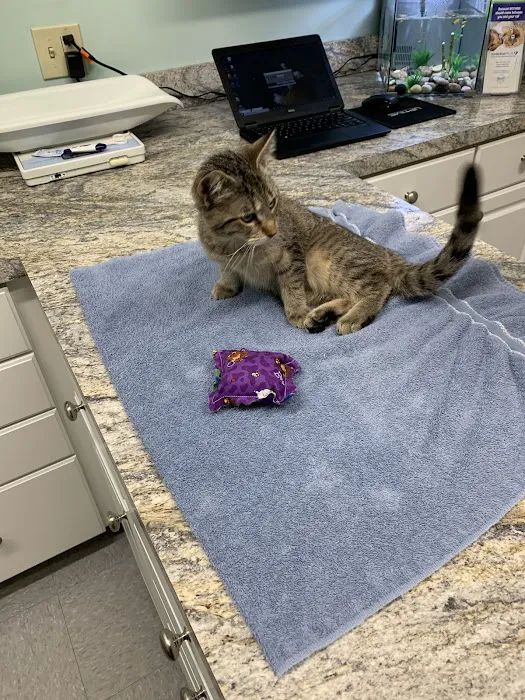 Isabella Cat Clinic Picture 10